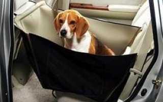 Перевозка собаки в машине: правила и приспособления